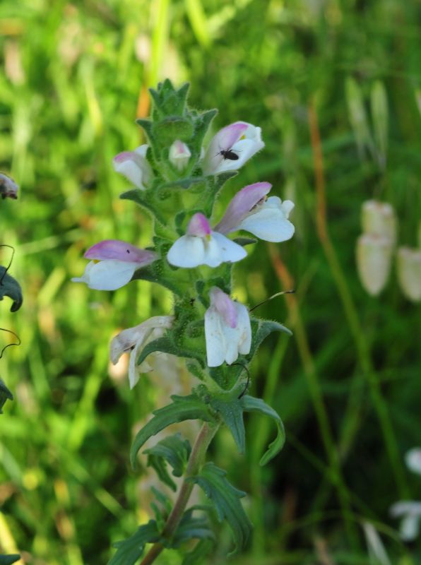 Bartsia trixago